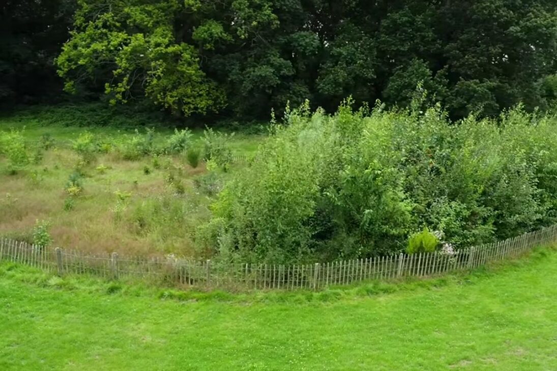 Mini bosques japoneses avanzan en Kent con el método Miyawaki, priorizan suelo vivo, elevan la biodiversidad urbana, reducen costos, resisten al vandalismo y se consolidan como solución rápida para ciudades densas de Gran Bretaña.