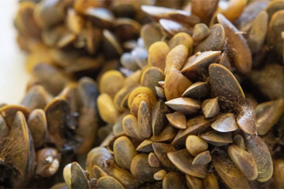 Molusco invasor mejillón dorado avanza en el río Tocantins, ya completó ciclo reproductivo y presiona pesca y biodiversidad de la Amazonía brasileña