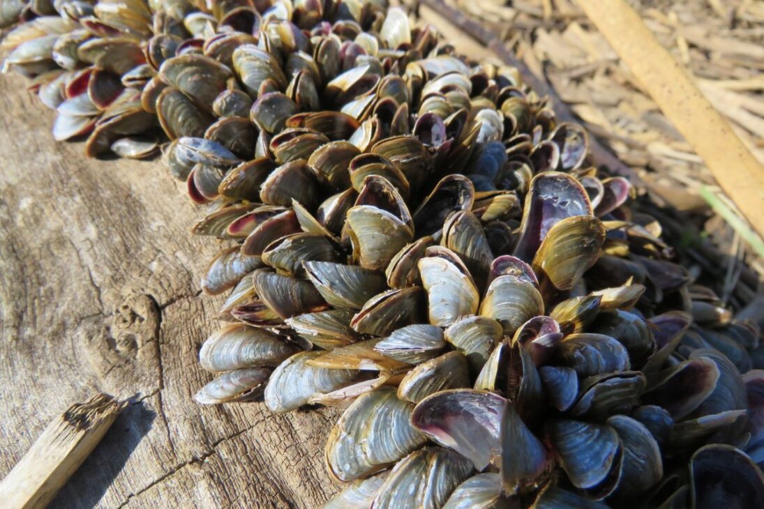 Molusco invasor mejillón dorado avanza en el río Tocantins, ya completó ciclo reproductivo y presiona pesca y biodiversidad de la Amazonía brasileña