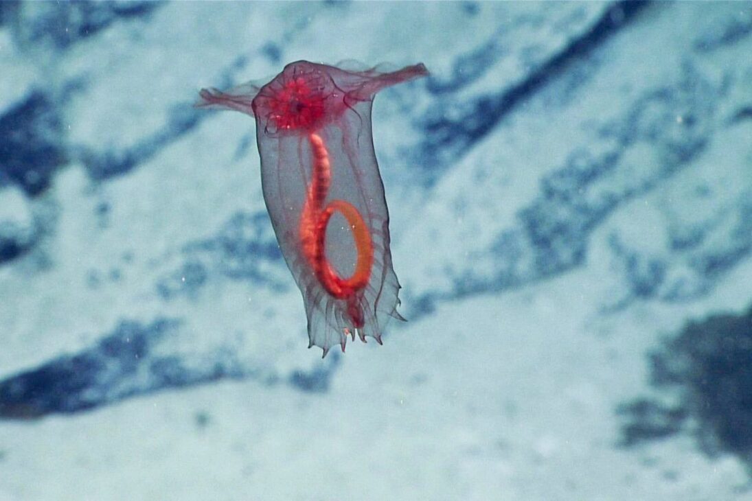 Conozca Criaturas Reales del Mar Profundo, del Monstruo-Gallina-Sin-Cabeza a la Barata del Mar Gigante y al Tiburón Duende en el Mar Profundo.