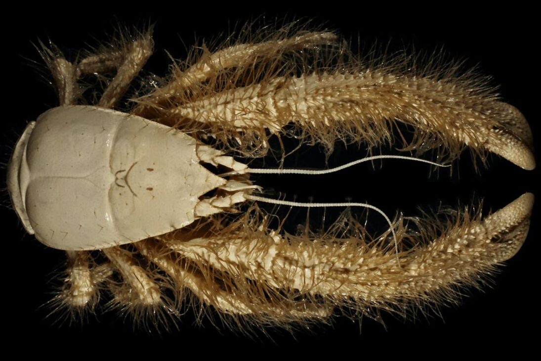 Conozca Criaturas Reales del Mar Profundo, del Monstruo-Gallina-Sin-Cabeza a la Barata del Mar Gigante y al Tiburón Duende en el Mar Profundo.
