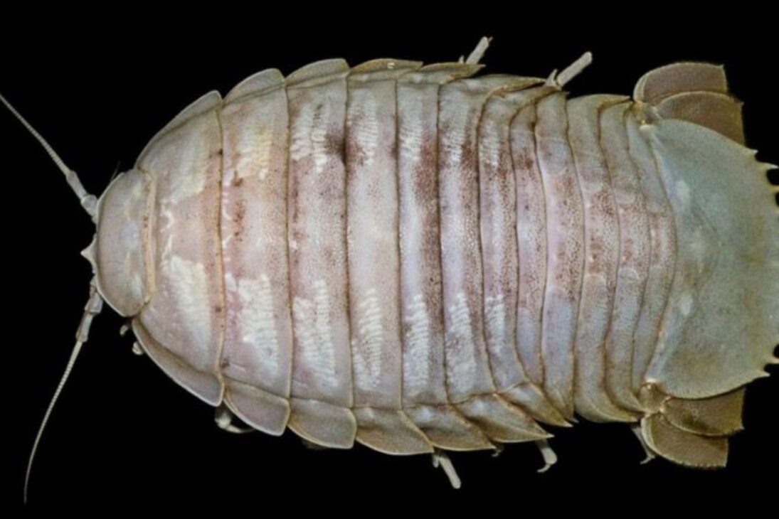 Conozca Criaturas Reales del Mar Profundo, del Monstruo-Gallina-Sin-Cabeza a la Barata del Mar Gigante y al Tiburón Duende en el Mar Profundo.