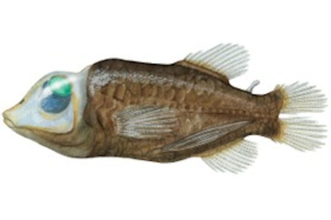 Conozca Criaturas Reales del Mar Profundo, del Monstruo-Gallina-Sin-Cabeza a la Barata del Mar Gigante y al Tiburón Duende en el Mar Profundo.