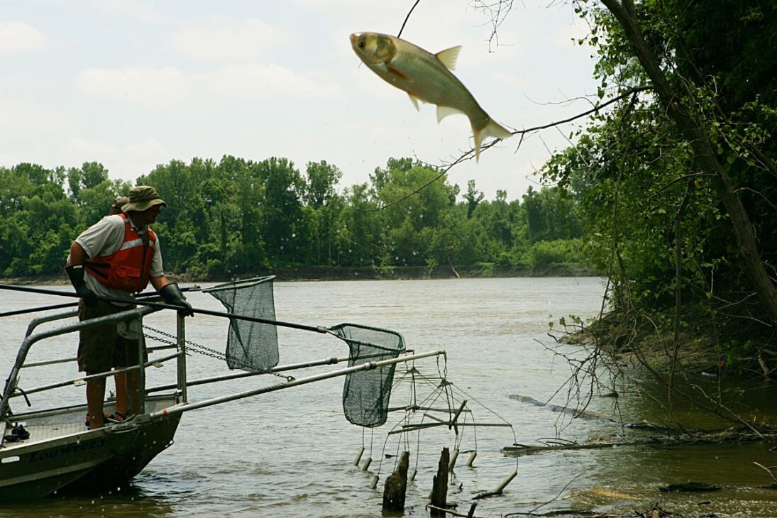 Las carpas invasoras en Estados Unidos consumen plancton, avanzan por el Mississippi y amenazan los Grandes Lagos y la pesca de agua dulce.