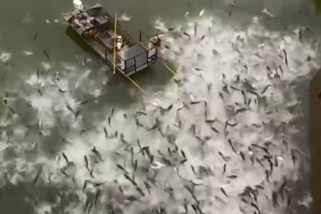 Las carpas invasoras en Estados Unidos consumen plancton, avanzan por el Mississippi y amenazan los Grandes Lagos y la pesca de agua dulce.