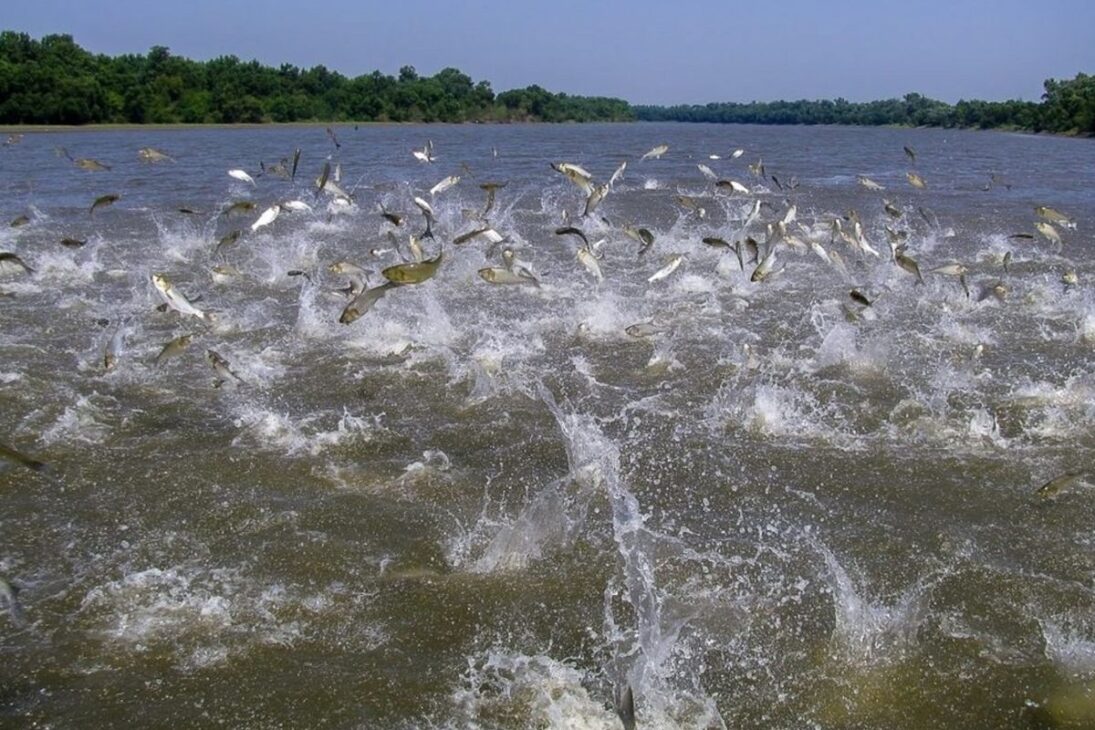 Las carpas invasoras en Estados Unidos consumen plancton, avanzan por el Mississippi y amenazan los Grandes Lagos y la pesca de agua dulce.