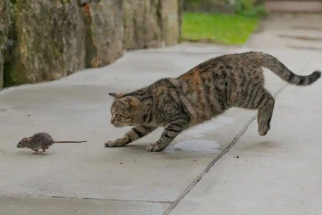 En La Ciudad De Los Gatos De Malasia, DDT Contra La Malaria Creó Un Desastre Ecológico Que Solo Fue Contenido Con Gatos Con Paracaídas.