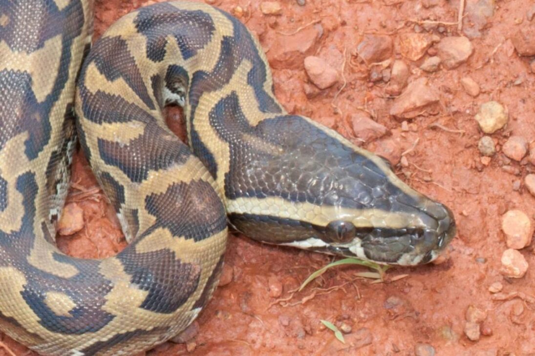 En el río más peligroso del planeta, el Nilo reúne cocodrilo del Nilo, mosquitos y parásitos en un ambiente extremo donde los humanos han convivido durante milenios con depredadores, enfermedades invisibles y riesgos constantes en las orillas del agua.