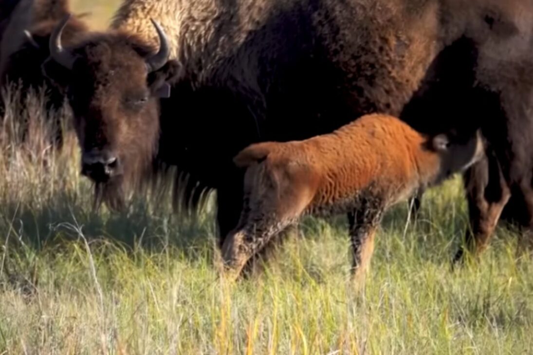 En la pradera, bisontes forman rebaño y recuperan suelo y gramíneas en 15 años con apoyo Lakota.