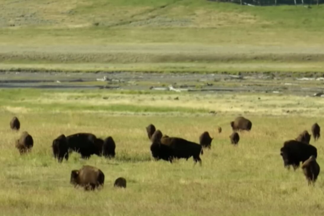 En la pradera, bisontes forman rebaño y recuperan suelo y gramíneas en 15 años con apoyo Lakota.