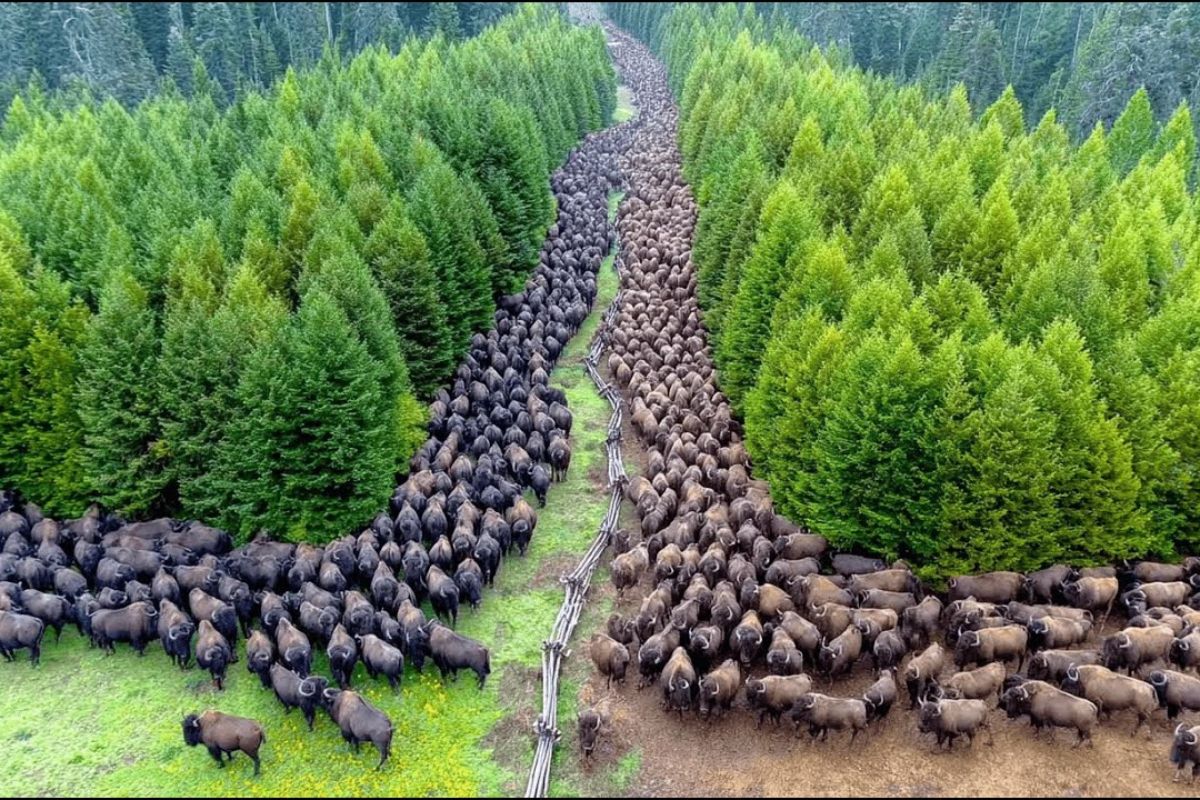 Nos Estados Unidos, líderes indígenas Lakota soltaram bisões em uma pradaria considerada perdida, desafiaram 140 anos de destruição e em apenas 15 anos provocaram (2)