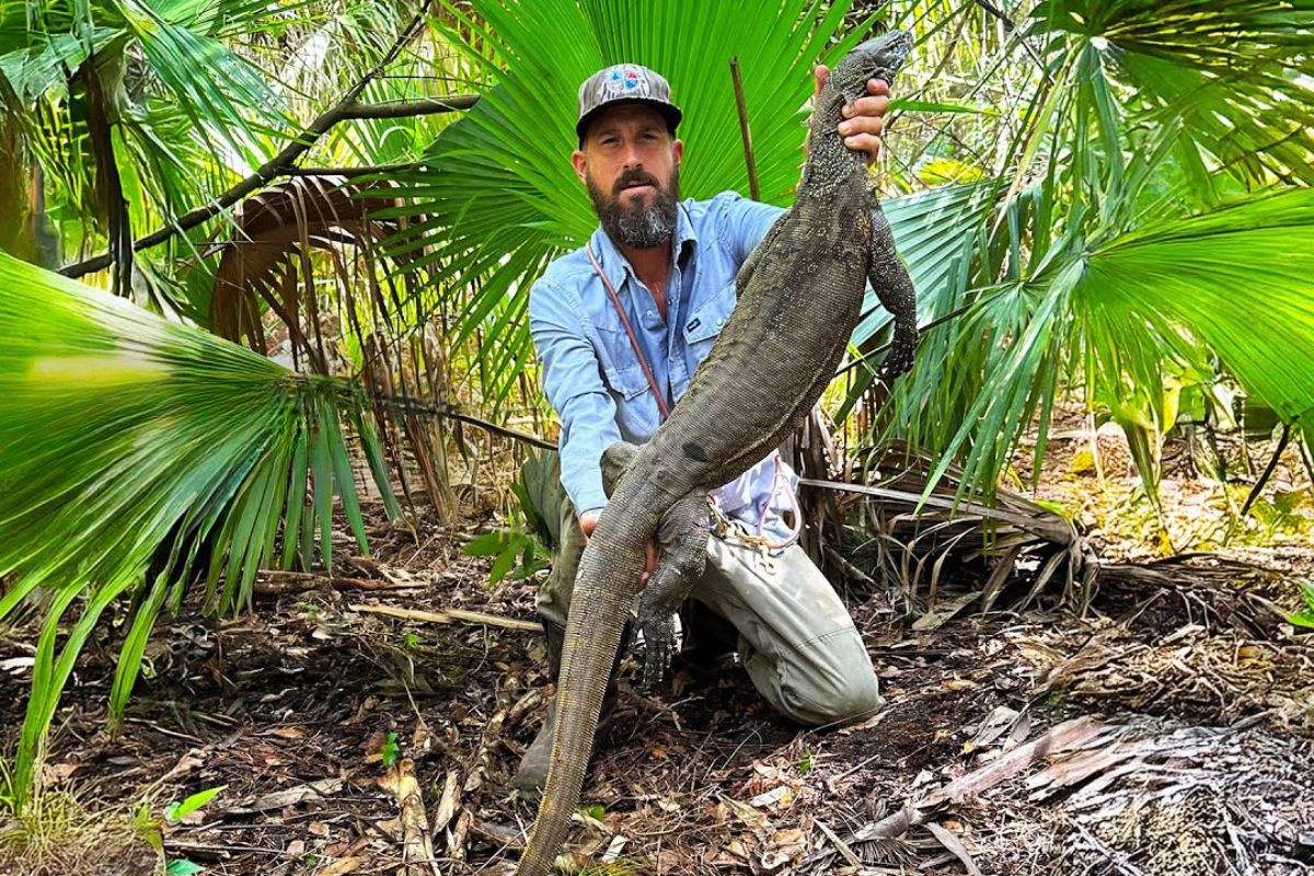 nova ameaça invasora na Flórida: avistamentos perto de canais colocam iguanas e pítons no mesmo debate sobre risco real, alcance e impacto na fauna nativa e no cotidiano.