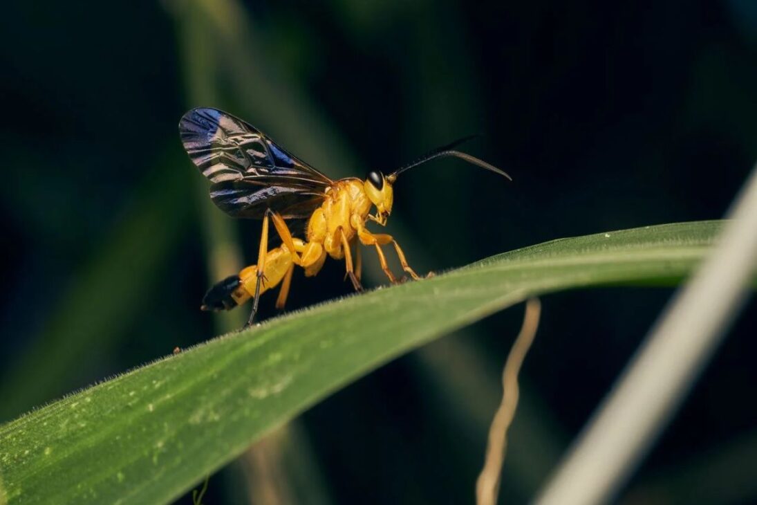 la avispa vampira de la Amazonía sorprende a los científicos: especie parasitoide Capitojoppa amazonica revela la fuerza de la biodiversidad en un descubrimiento inédito.