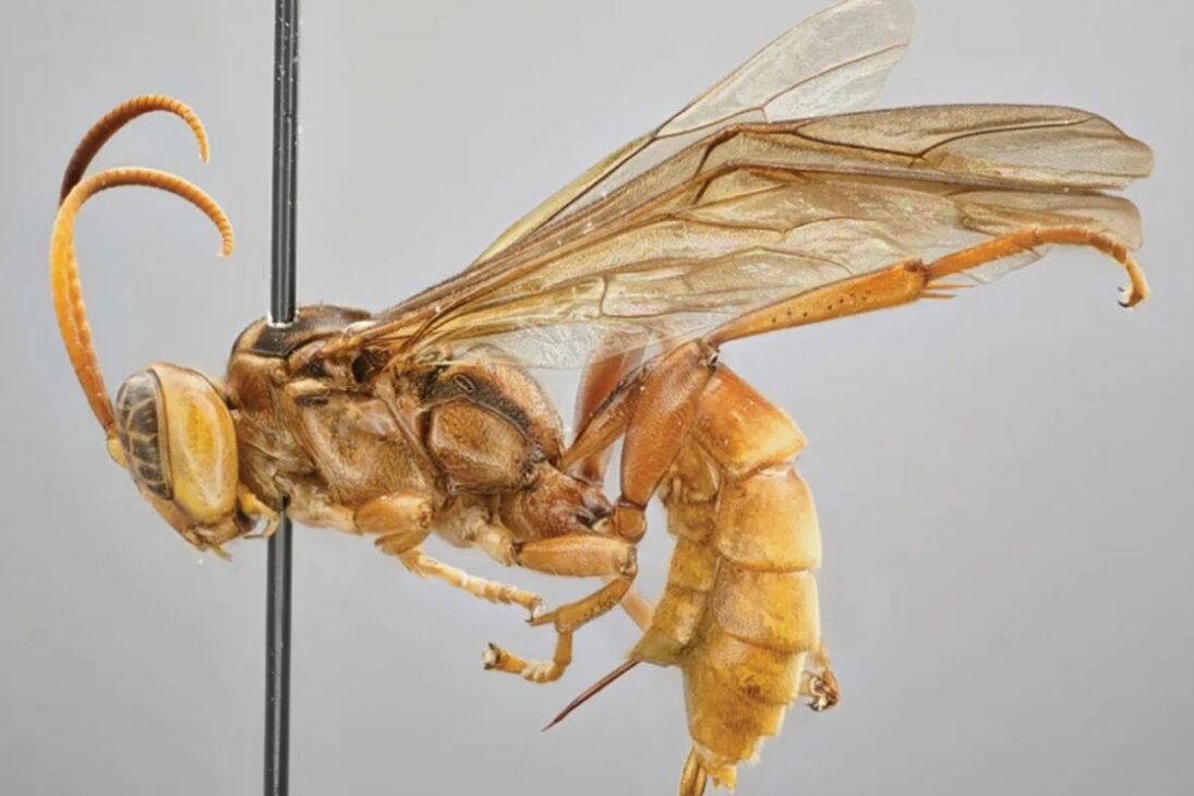 la avispa vampira de la Amazonía sorprende a los científicos: especie parasitoide Capitojoppa amazonica revela la fuerza de la biodiversidad en un descubrimiento inédito.