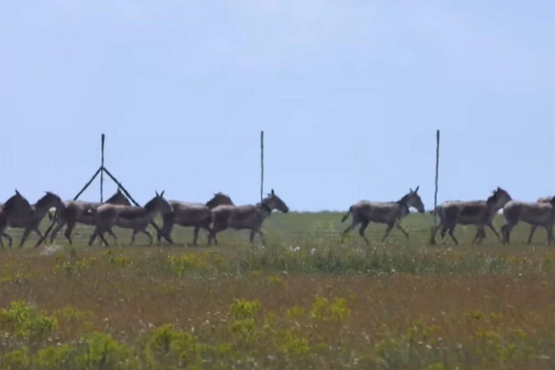 El asno se convierte en negocio con el sacrificio de asnos en frigorífico de asnos, cuero de asno exportado y alerta de extinción del asno en Brasil.