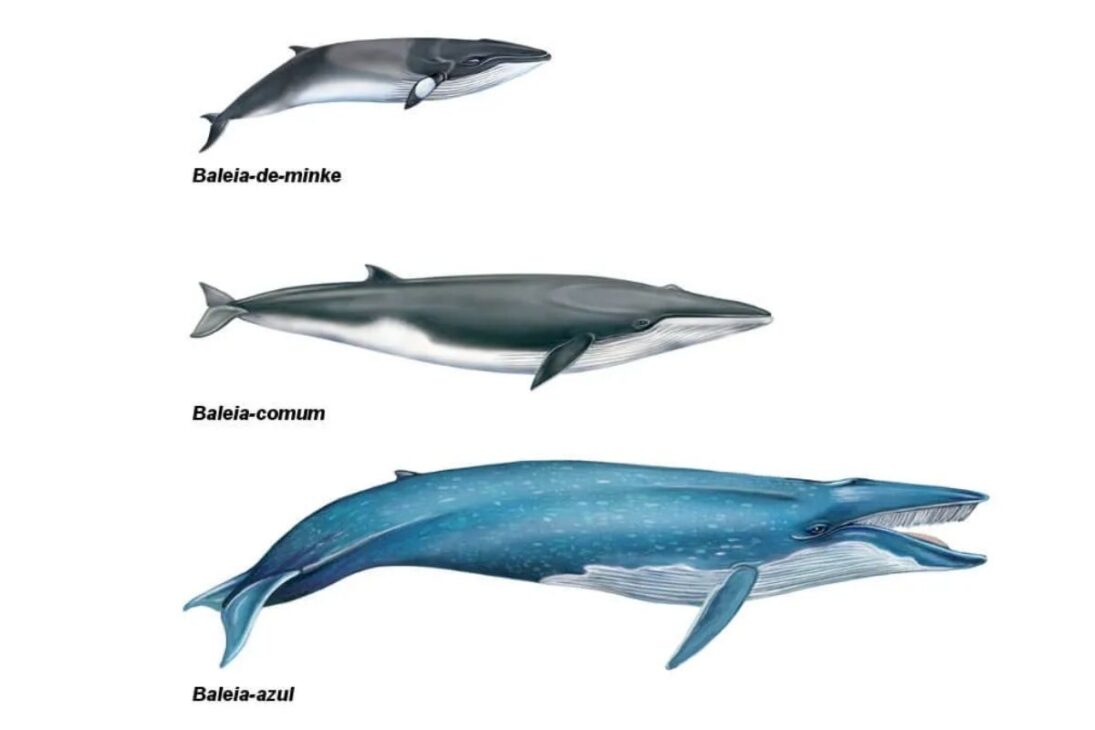 mayor animal que ya existió en riesgo: ballena azul depende de krill, corales sufren calor marino y microplásticos entran en la cadena alimentaria, del hielo a la Amazonía.