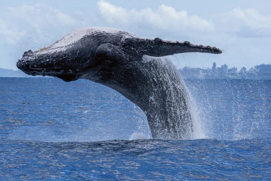mayor animal que ya existió en riesgo: ballena azul depende de krill, corales sufren calor marino y microplásticos entran en la cadena alimentaria, del hielo a la Amazonía.