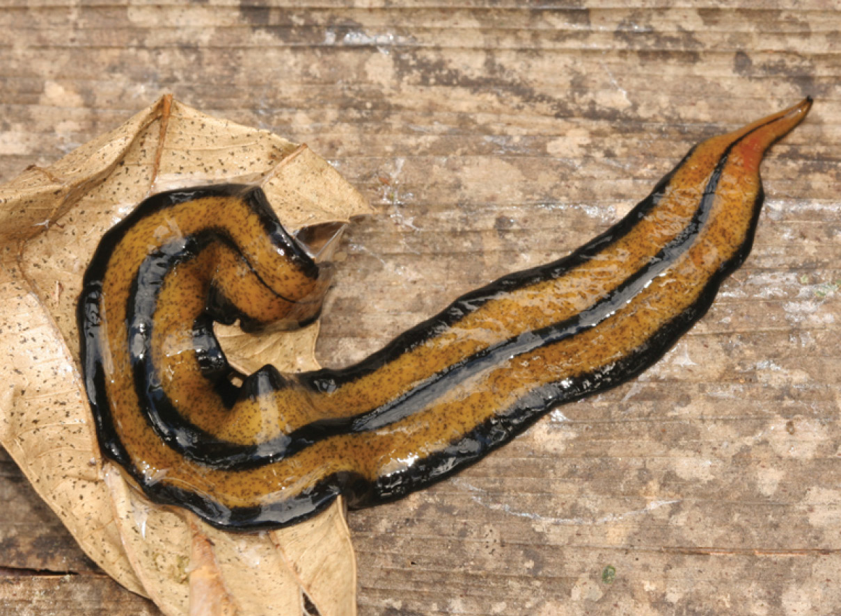 O verme plano que se clona sozinho, regenera o corpo indefinidamente e se espalha pela Europa como um predador silencioso, ameaçando solos, minhocas e o equilíbrio dos ecossistemas