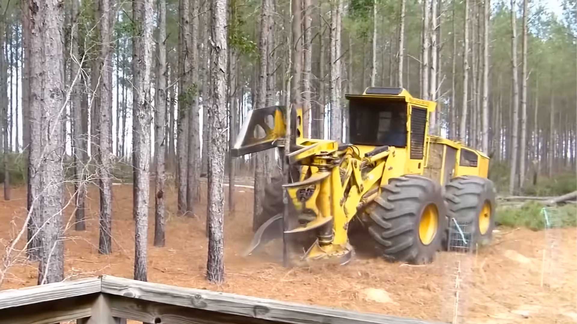 Operadores duvidaram desta máquina com motosserra hidráulica até vê-la derrubar árvores grandes em segundos, corte parece instantâneo e acelera a abertura de áreas, mas aumenta a pressão por fiscalização