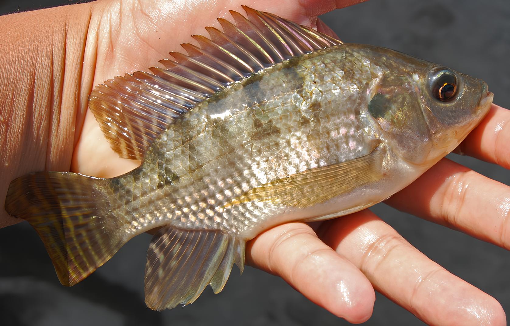 Um peixe africano está terraformando lagos ao alterar sedimentos, aumentar a turbidez e mudar a cadeia alimentar: o avanço silencioso da tilápia Oreochromis niloticus