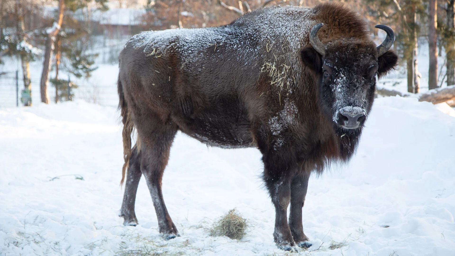A giant animal measuring 3.5 meters and weighing 1,000 kg, which disappeared 200 years ago due to hunting and habitat loss, resurfaces in Europe’s mountains and sparks tensions with livestock farmers and agriculture.