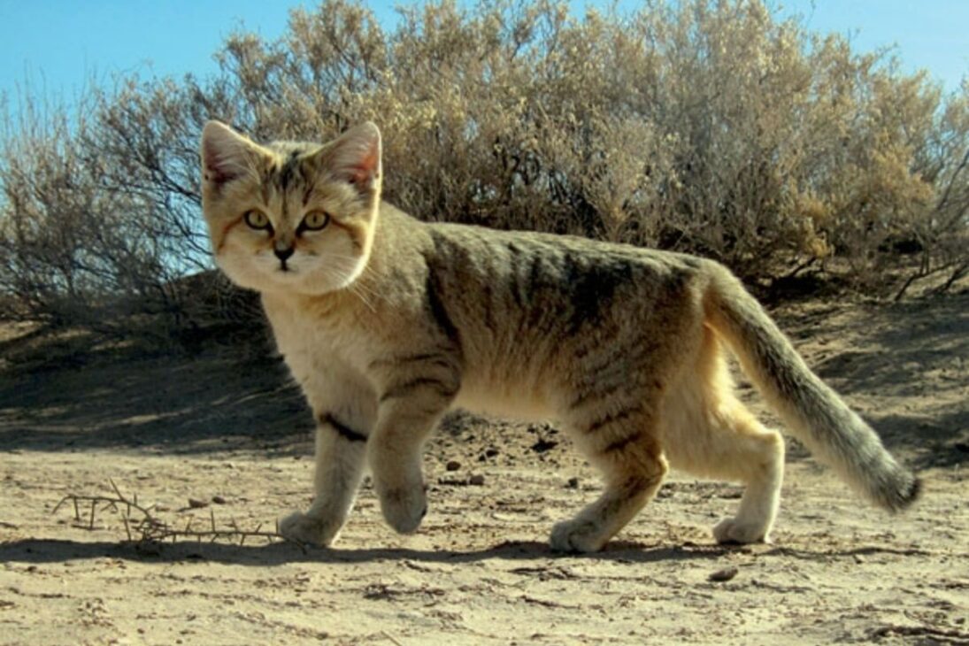 gatos-do-deserto en laboratorio: soltura en el desierto exige cautela, porque la reproducción en escala puede ampliar riesgo ecológico y presionar cadenas alimentares y áreas urbanas.

