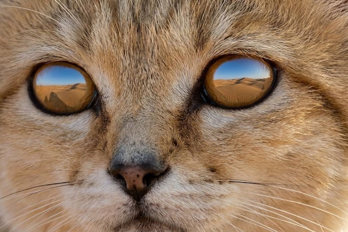 gatos-do-deserto em laboratório: soltura no deserto exige cautela, porque a reprodução em escala pode ampliar risco ecológico e pressionar cadeias alimentares e áreas urbanas.