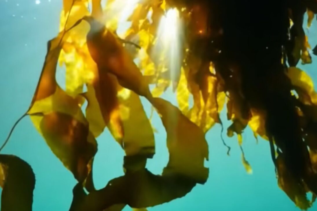 Historia de un país riquísimo donde Namibia utiliza una alga gigante para recuperar el suelo y fortalecer la agricultura de Namibia contra el hambre.