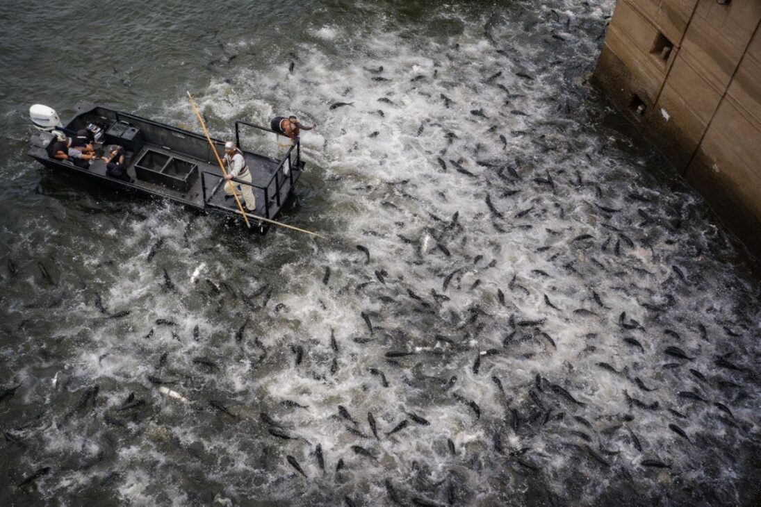La carpa asiática amenaza los Grandes Lagos, y EE.UU. usan barreras eléctricas, edición genética y acciones contra especies invasoras para intentar salvar el ecosistema.