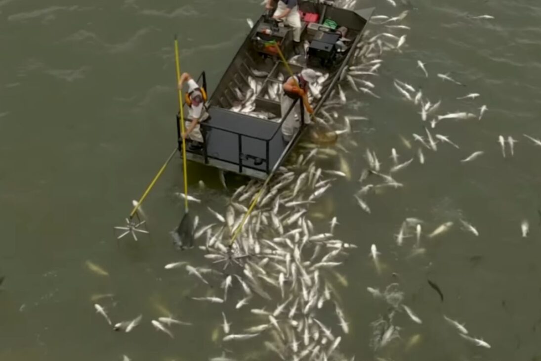 La carpa asiática amenaza los Grandes Lagos, y EE.UU. usan barreras eléctricas, edición genética y acciones contra especies invasoras para intentar salvar el ecosistema.