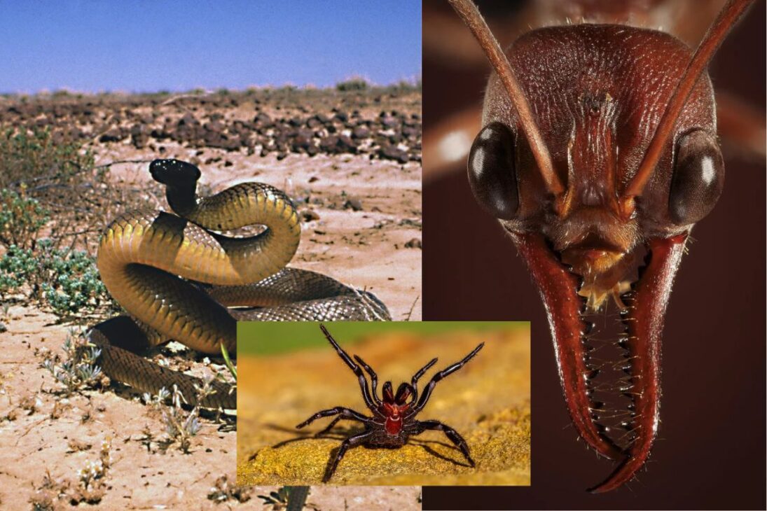 Paraíso peligroso en la costa de Australia muestra cómo las playas de Australia, las medusas en Australia y las corrientes de retorno exigen respeto.