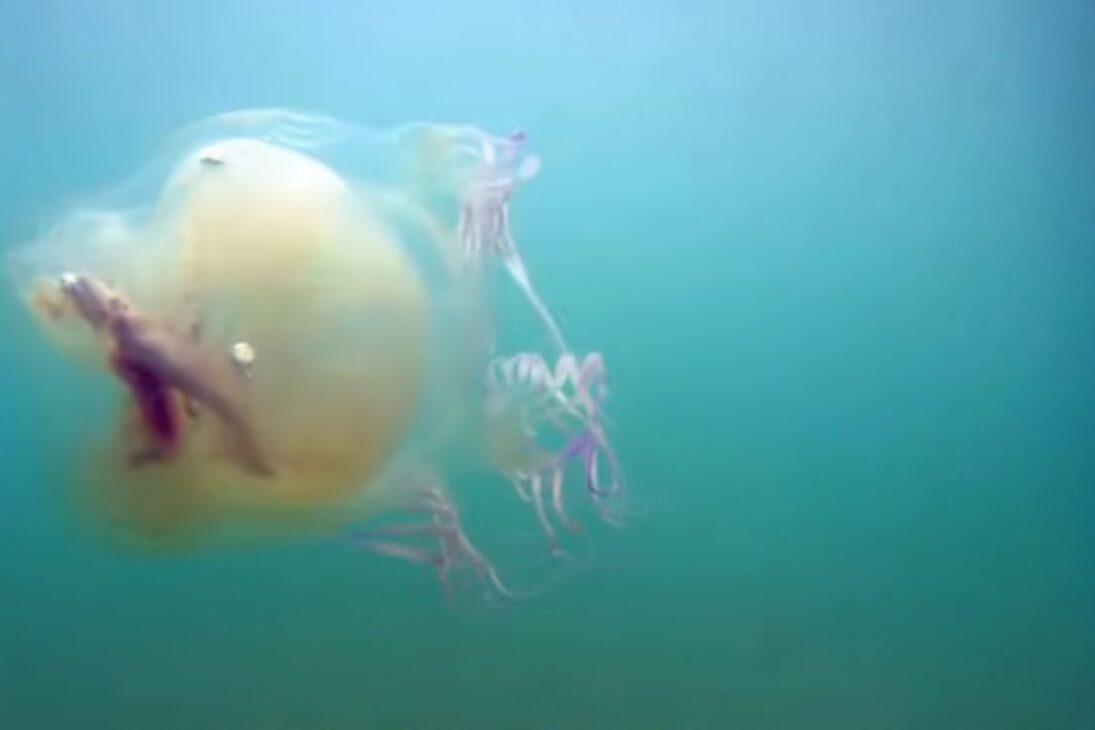 Paraíso peligroso en la costa de Australia muestra cómo las playas de Australia, las medusas en Australia y las corrientes de retorno exigen respeto.