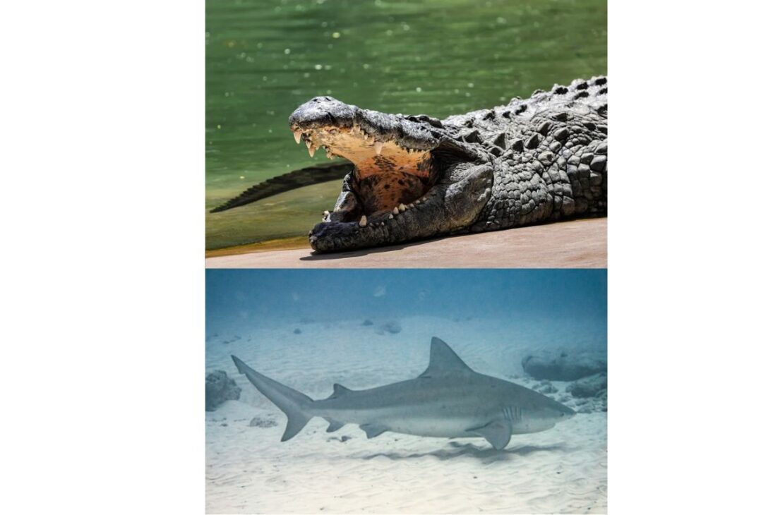 Paraíso peligroso en la costa de Australia muestra cómo las playas de Australia, las medusas en Australia y las corrientes de retorno exigen respeto.