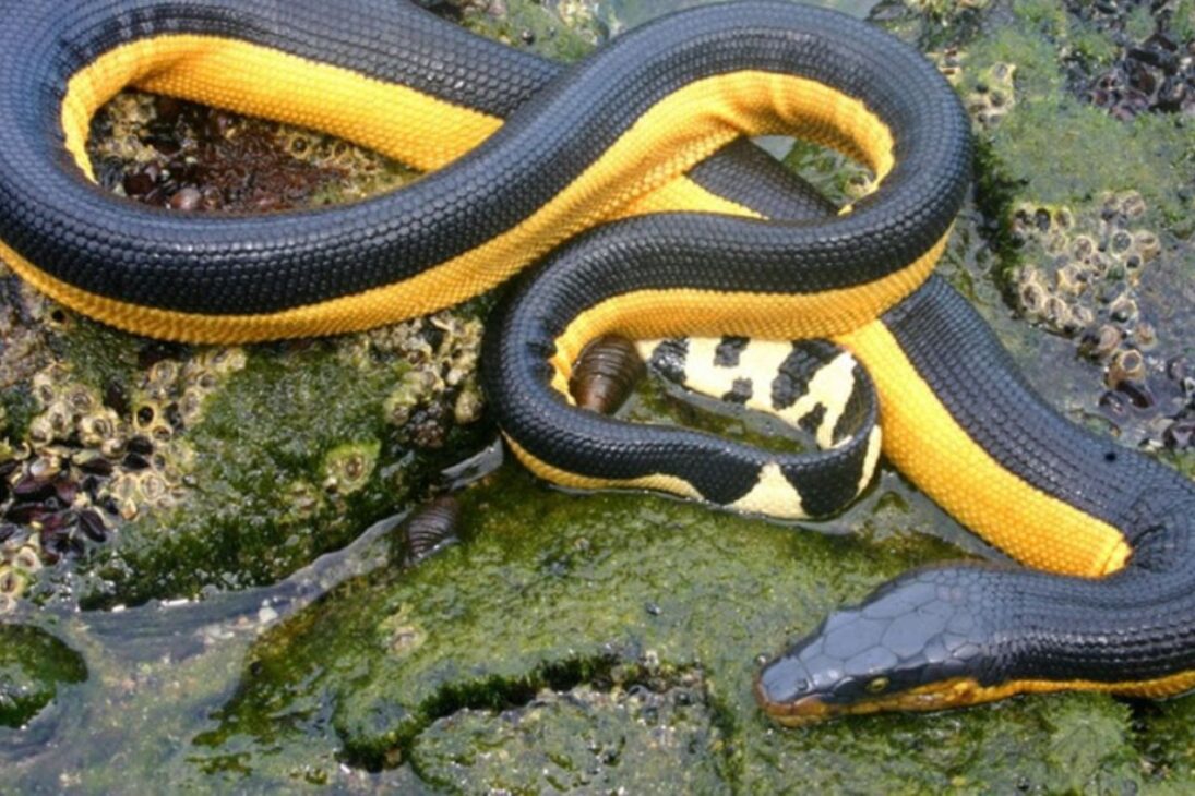 Paraíso peligroso en la costa de Australia muestra cómo las playas de Australia, las medusas en Australia y las corrientes de retorno exigen respeto.