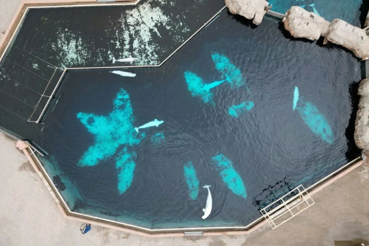 Baleias-brancas do Marineland enfrentam cativeiro, risco de eutanásia de animais e polêmica exportação de baleias após decisão do Canadá.