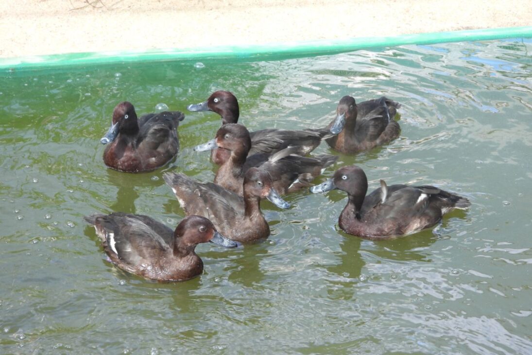 Pato más raro del mundo, el pato mergulhão de Madagascar, vuelve al Lago Alaotra y Lago Sofia con conservación en Madagascar liderada por comunidades.