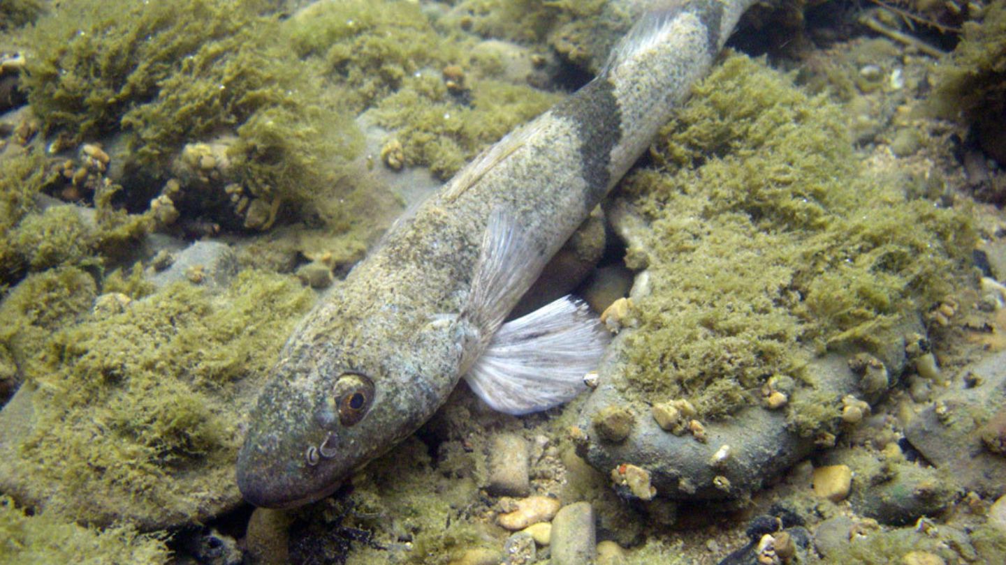 Peixe declarado extinto reaparece em um único rio após décadas invisível, sobrevive isolado em um afluente esquecido, força a criação de zonas de proteção, ameaça projetos hidrelétricos e expõe como a biodiversidade pode desaparecer e resistir fora do radar da ciência