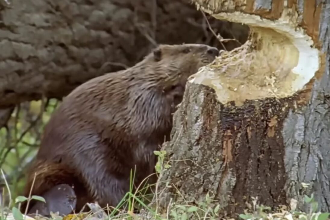 Entiende cómo los castores fueron liberados en el desierto y cambiaron el río San Pedro con represas que recargan acuíferos, amplían bogares y elevan aves, en un caso de restauración ecológica observado en Arizona.