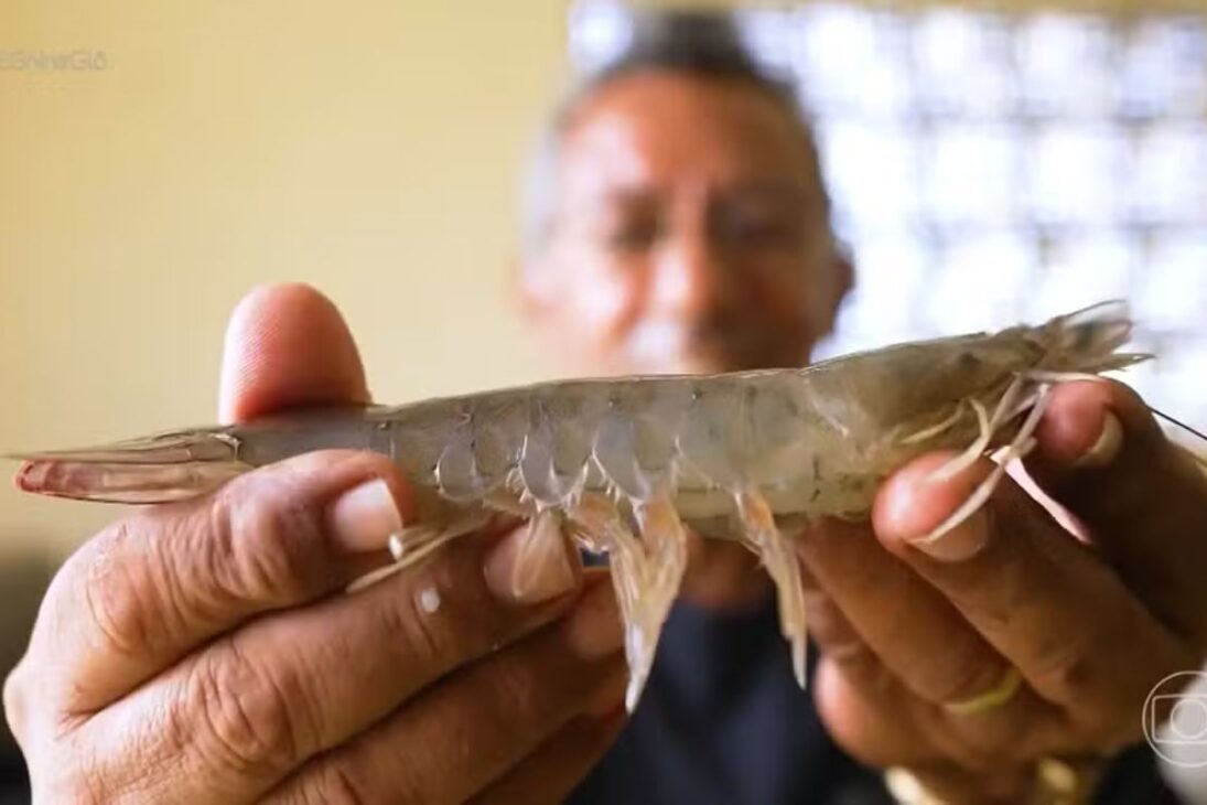 Vea cómo pequeños productores de camarón en Rio Grande do Norte acceden a genética 100% nacional y pruebas genéticas, impulsionando la acuicultura familiar en 2026 con ganancias de productividad e ingresos en los viveros.