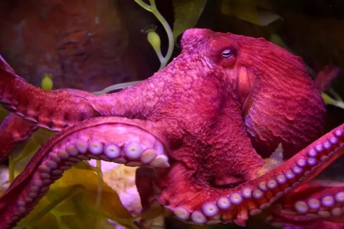 Investigador de Oxford discute cómo los pulpos podrían crear civilizaciones tras una extinción humana, citando inteligencia, uso de herramientas, camuflaje y comunicación por colores en un escenario poshumano.