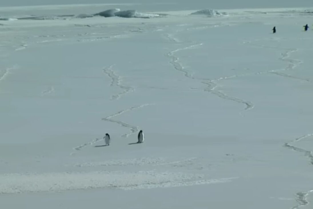Pingüino solitario muestra un pingüino de Adelia real de Werner Herzog y se convierte en meme del pingüino que pregunta But why en internet.