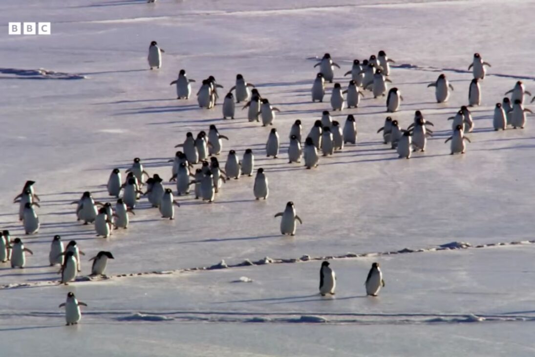 Pingüinos recorren miles de kilómetros en la Antártida durante la migración anual, regresan al mismo nido y entran en disputa intensa por piedras esenciales para garantizar la reproducción después del invierno riguroso.