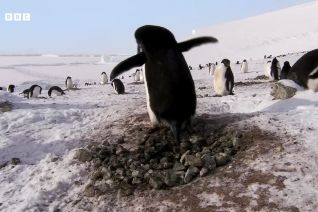 Pingüinos recorren miles de kilómetros en la Antártida durante la migración anual, regresan al mismo nido y entran en disputa intensa por piedras esenciales para garantizar la reproducción después del invierno riguroso.