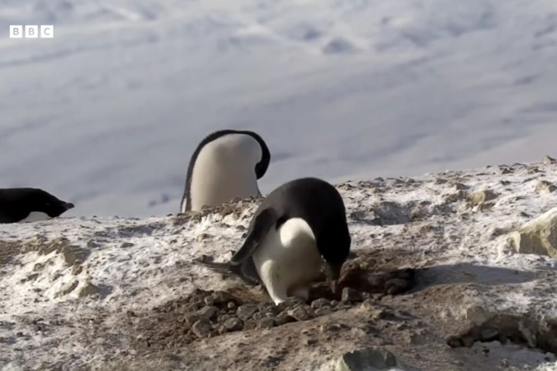 Pingüinos recorren miles de kilómetros en la Antártida durante la migración anual, regresan al mismo nido y entran en disputa intensa por piedras esenciales para garantizar la reproducción después del invierno riguroso.