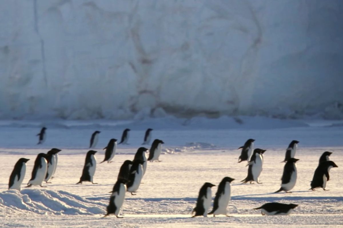 Pinguins percorrem milhares de quilômetros na Antártida durante a migração anual, retornam ao mesmo ninho e entram em disputa intensa por pedras essenciais para garantir a reprodução após o inverno rigoroso.