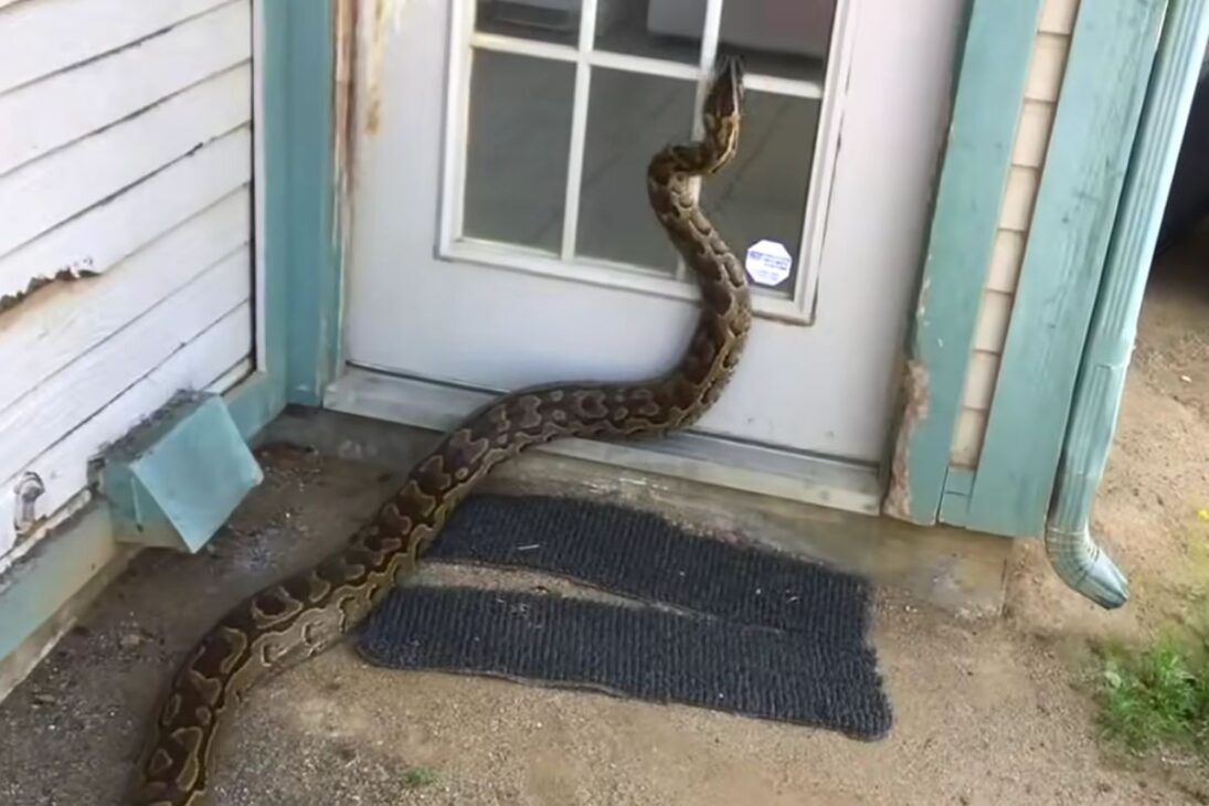 La pitón africana aparece en un video raro al tragarse presas grandes, revela un mecanismo aterrador y desmonta el mito de la mandíbula suelta en registro real en el patio