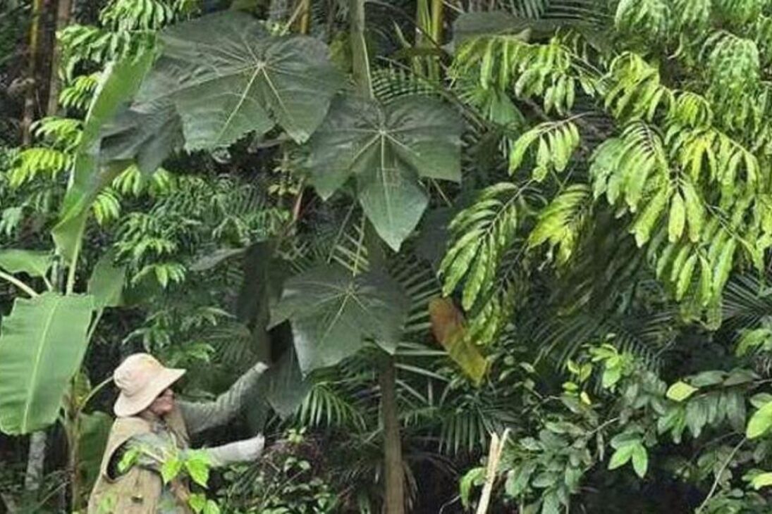 planta comum no Brasil na fitomineração pode concentrar ouro e níquel; com recuperação do metal via bio-minério, a mineração busca reduzir impactos e operar sem escavação.