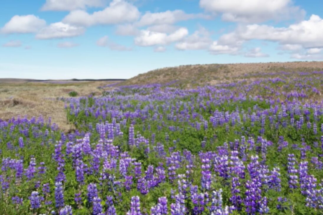 Entenda como a planta invasora lupina na Islândia freia a desertificação na Islândia, impulsiona a restauração ecológica e ameaça espécies nativas.