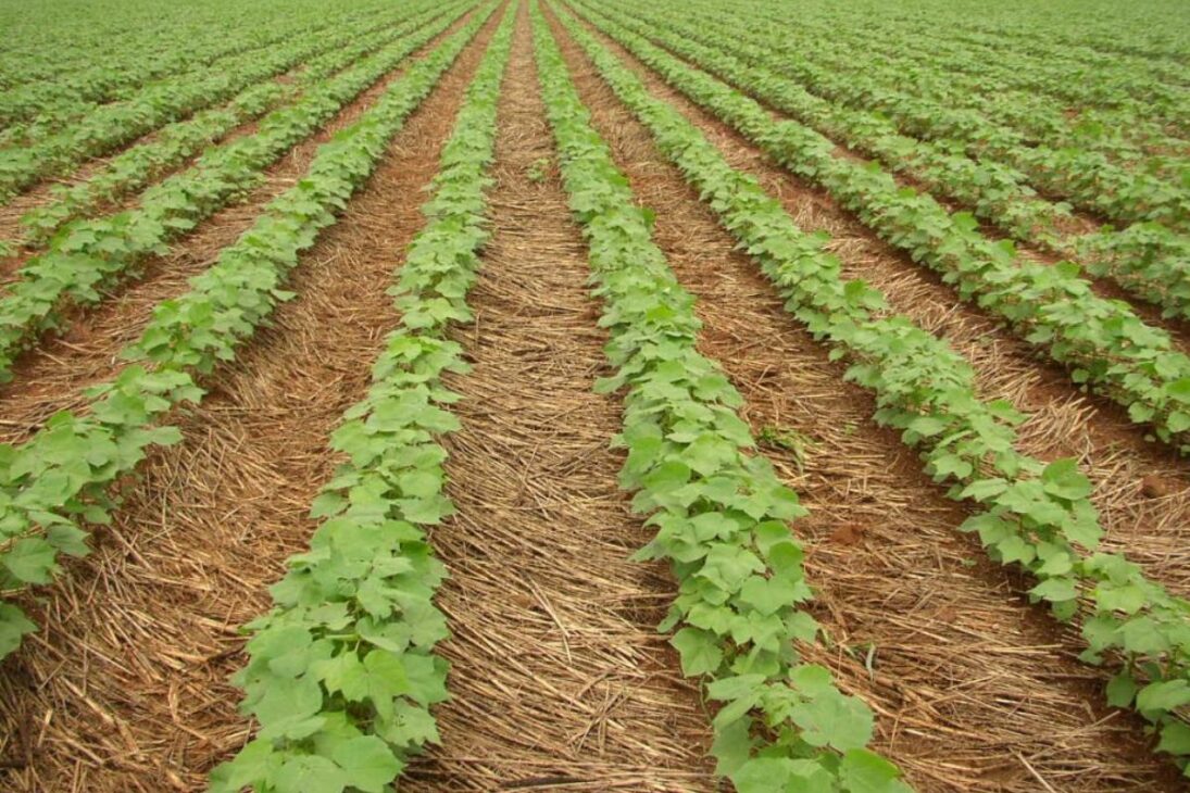 Veja como a armadura de palha no plantio direto protege o solo brasileiro, impulsiona a agricultura tropical e faz do Brasil uma potência agrícola.