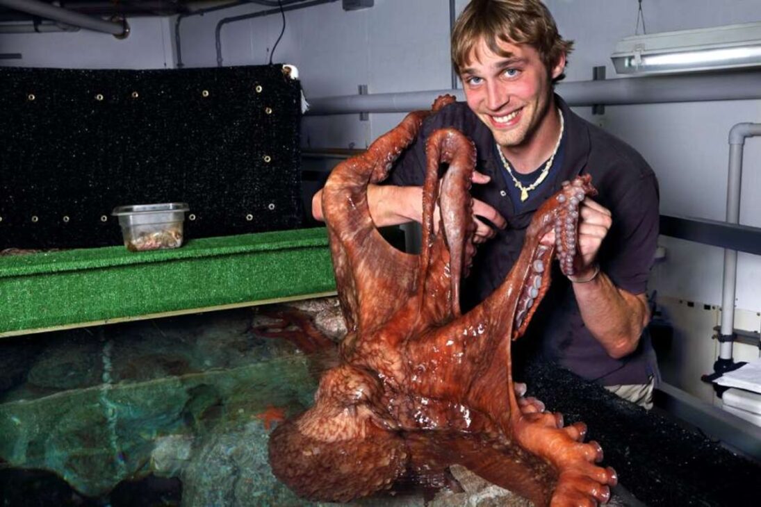 Los pulpos revelan una inteligencia extrema: camuflaje rápido, neuronas distribuidas en los brazos y piel que percibe luz explican por qué parecen alienígenas reales.